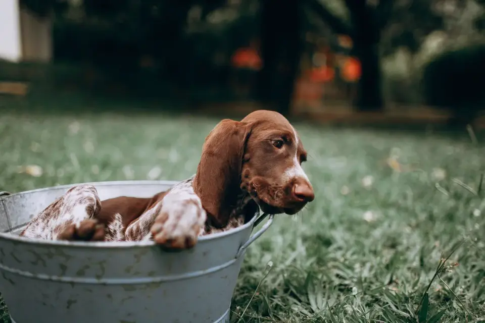 Dog eating outdoors