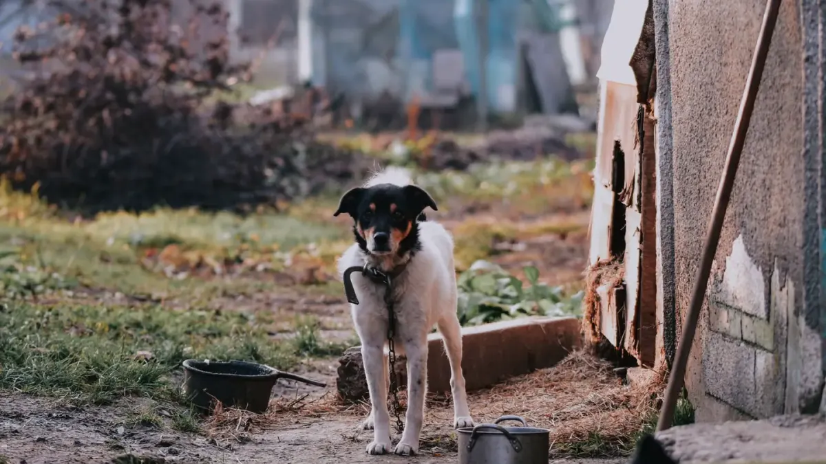 Dog eating outdoors