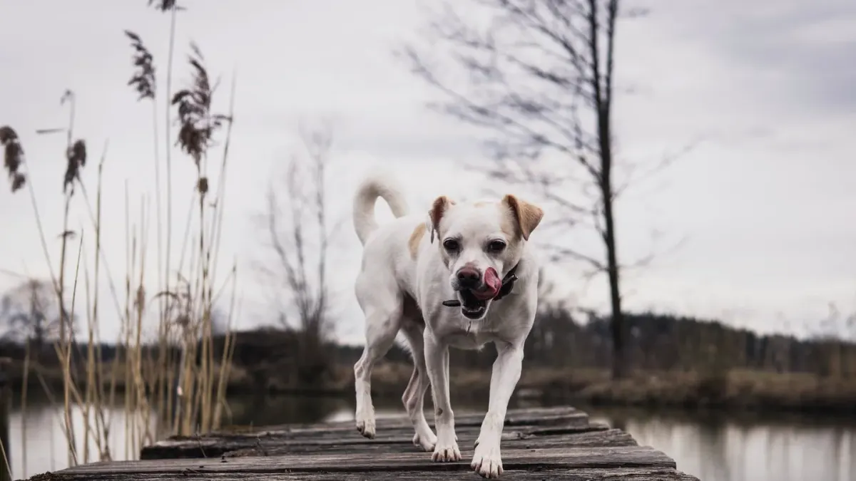 Dog eating outdoors