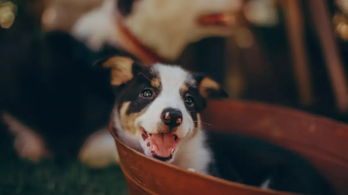 Dog eating outdoors