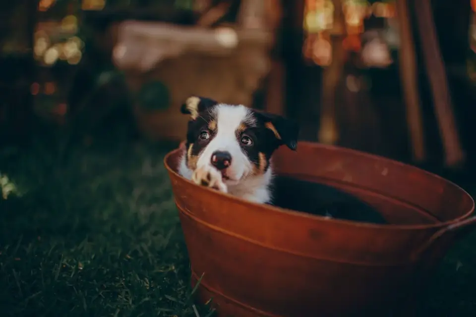 Dog eating outdoors