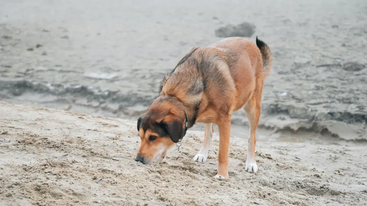 Dog eating outdoors