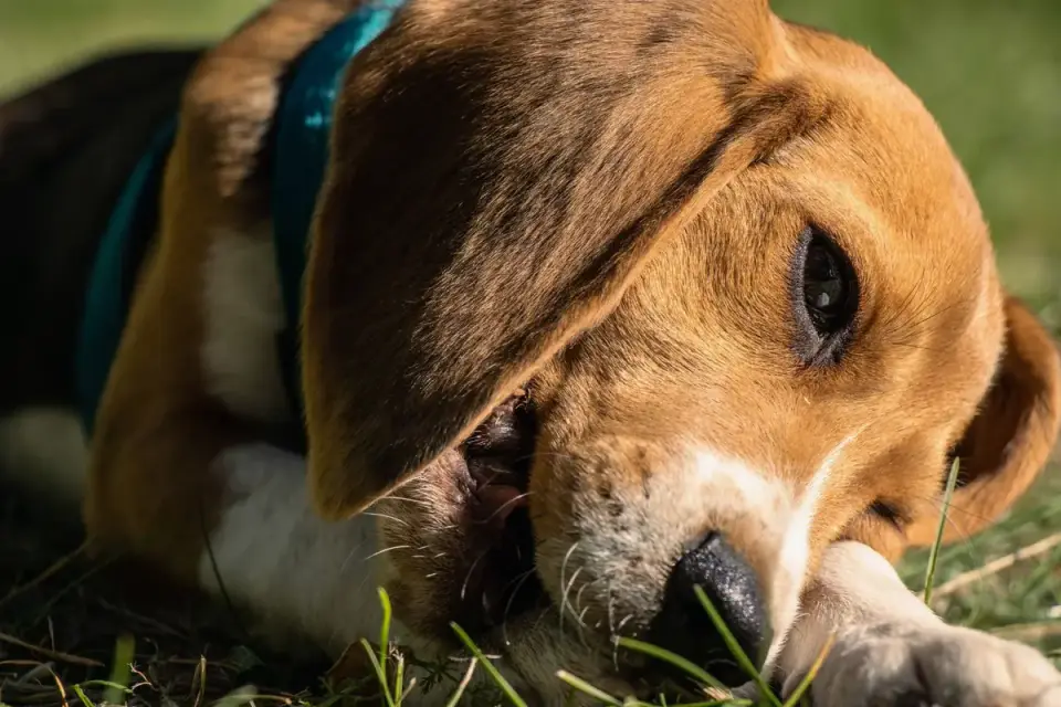 Dog eating outdoors