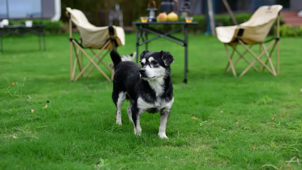 Dog eating outdoors