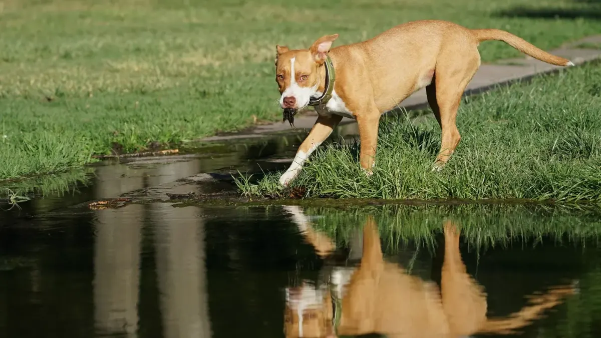 Dog eating outdoors
