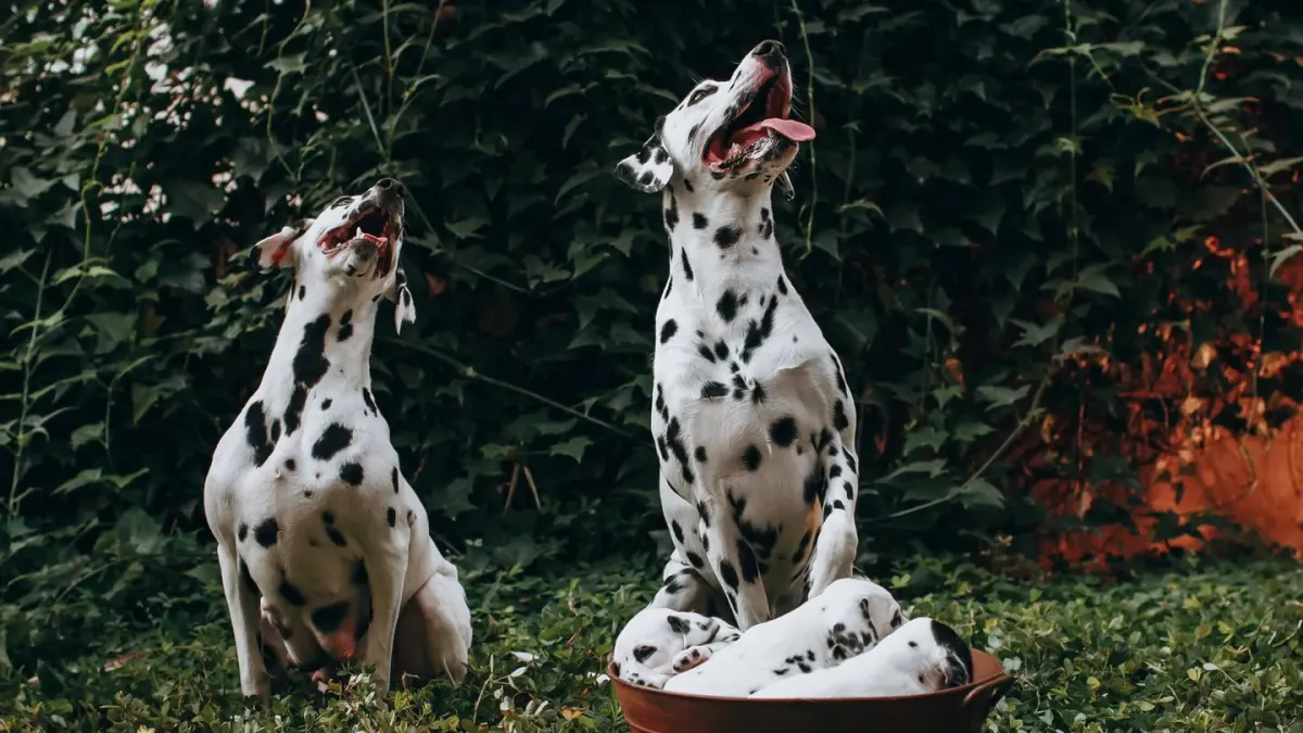 Dog eating outdoors