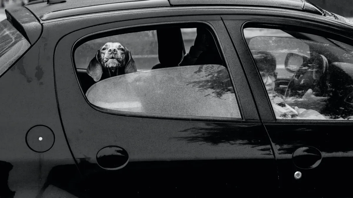 Dog in a car seat