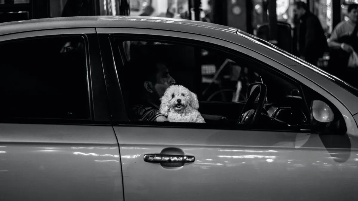 Dog in a car seat