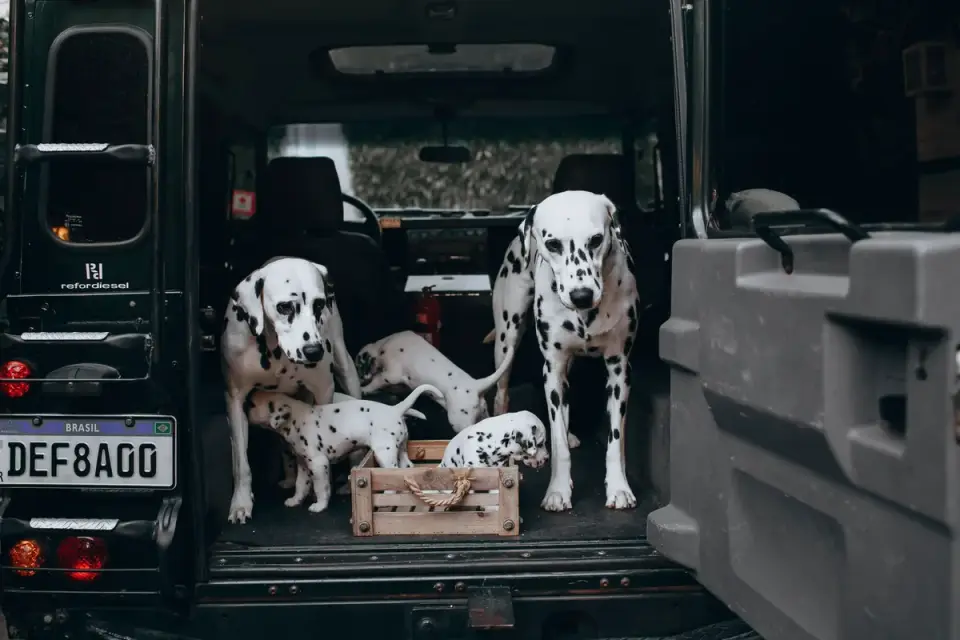 Dog in a car seat