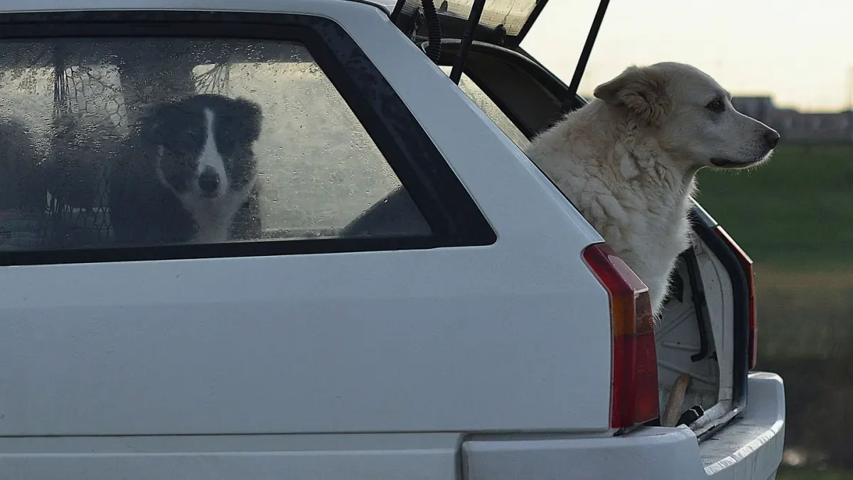 Dog in a car seat