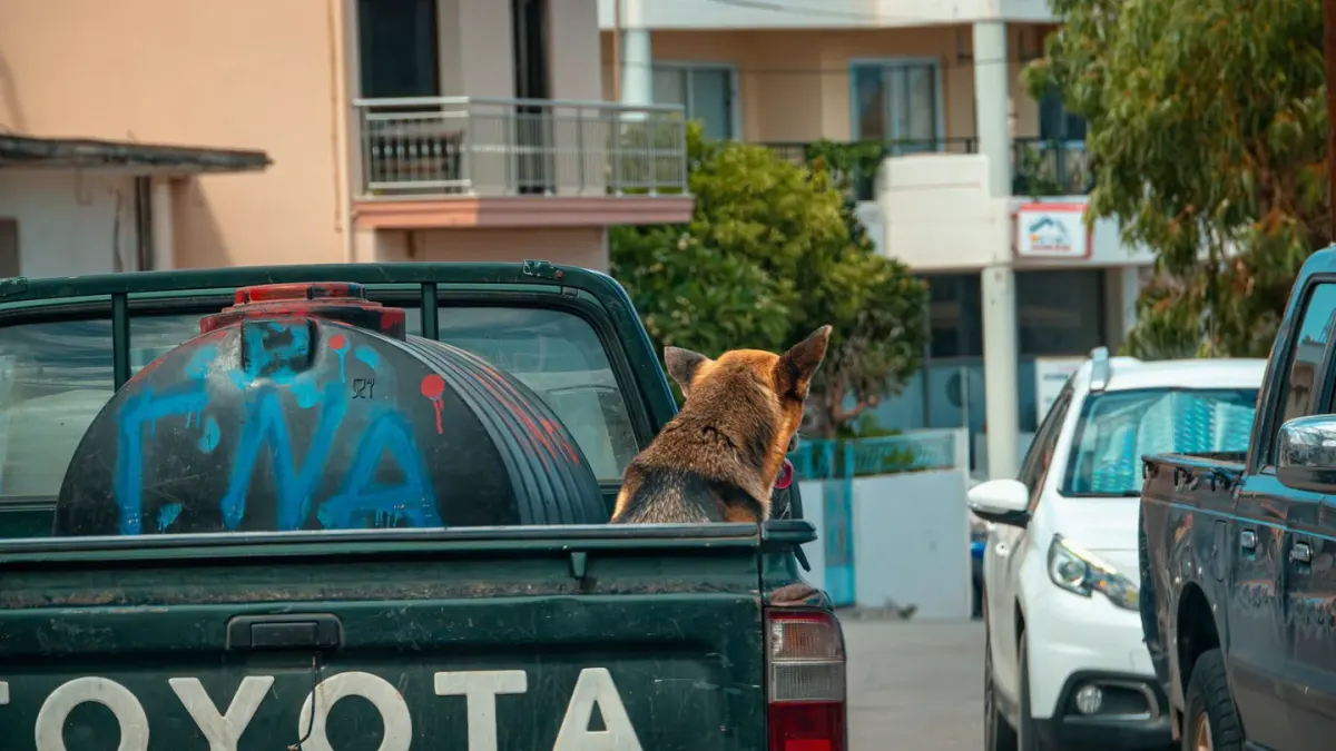 Dog in a car seat