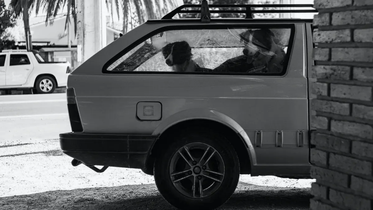 Dog in a car seat