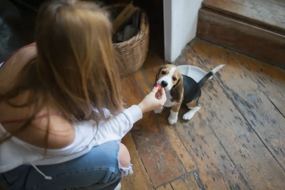 Dog in a kitchen with an owner