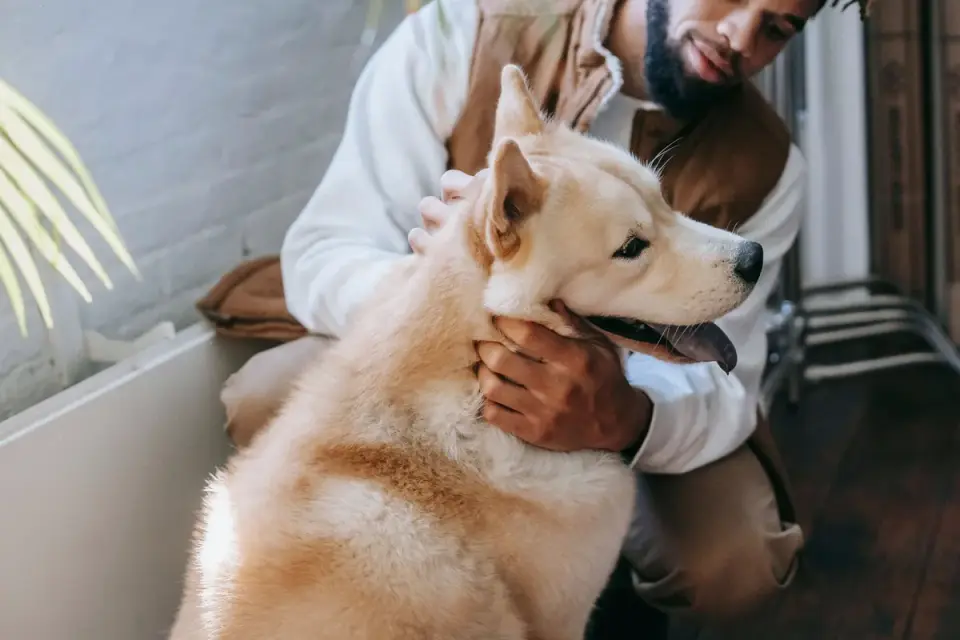 Dog in a kitchen with an owner