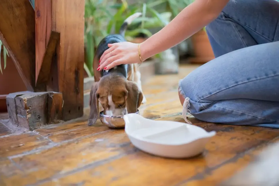 Dog in a kitchen with an owner