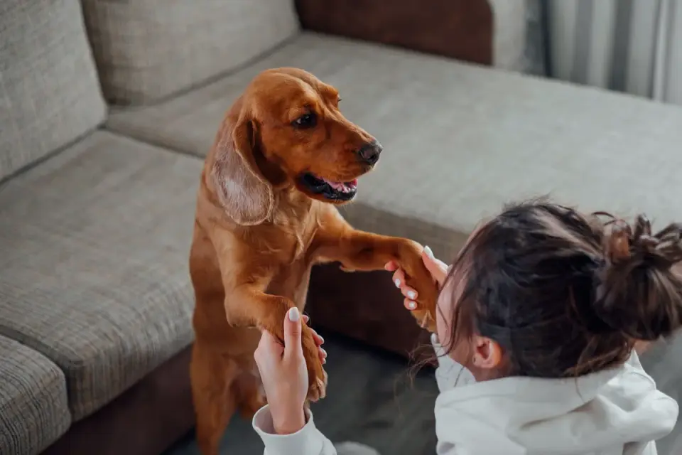 Dog in a kitchen with an owner