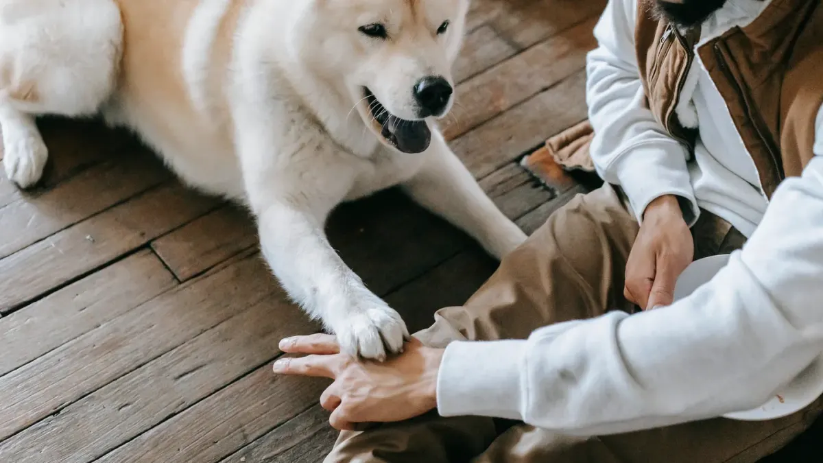 Dog in a kitchen with an owner