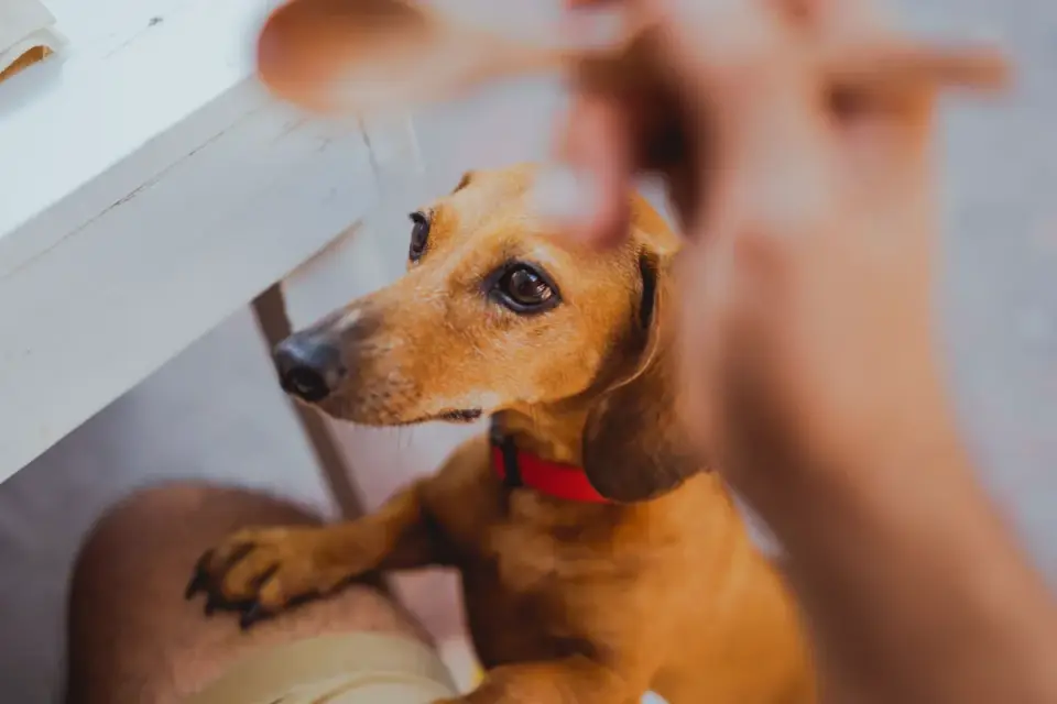 Dog in a kitchen with an owner