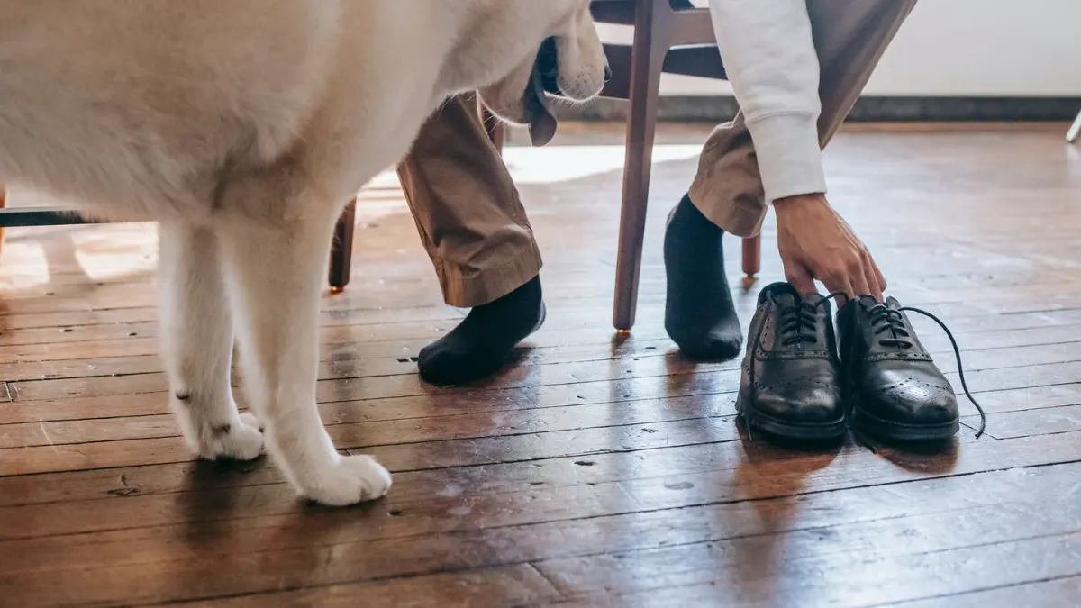 Dog in a kitchen with an owner