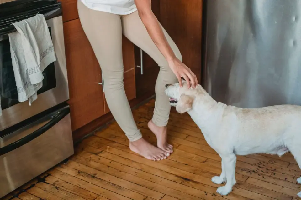 Dog in a kitchen with an owner