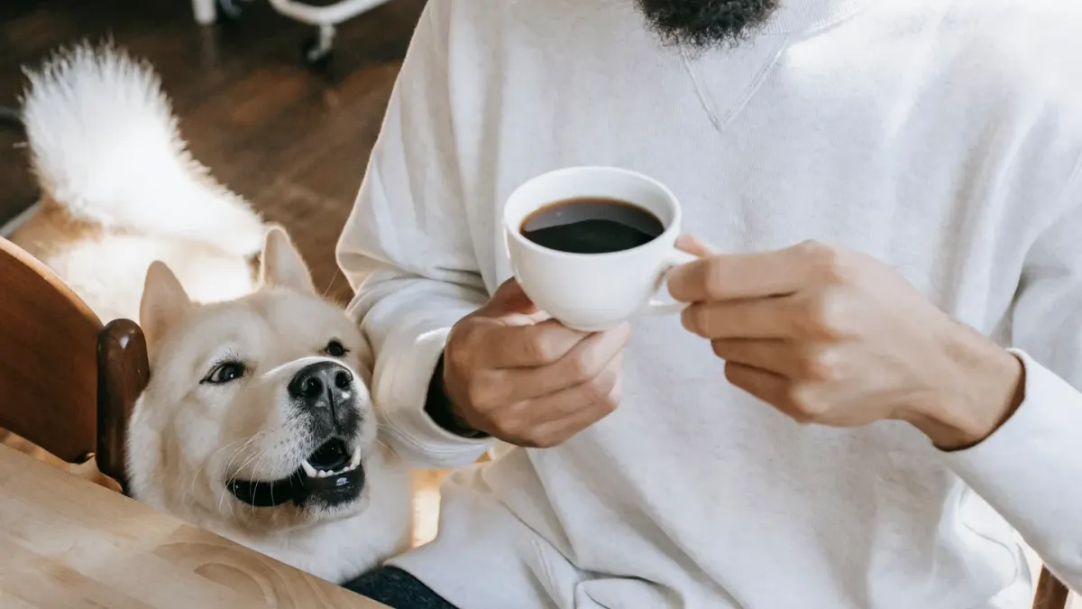 Dog in a kitchen with an owner