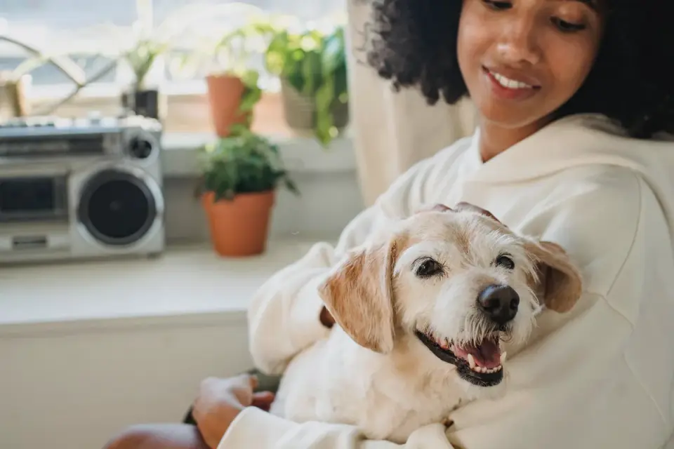Dog in a kitchen with an owner