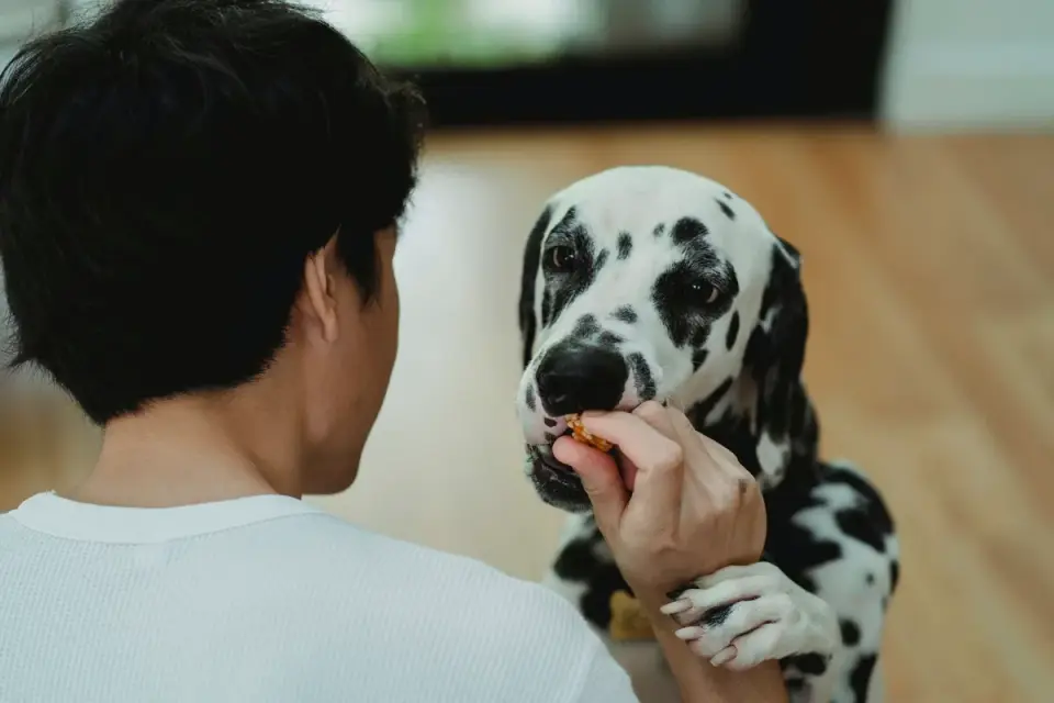 Dog in a kitchen with an owner