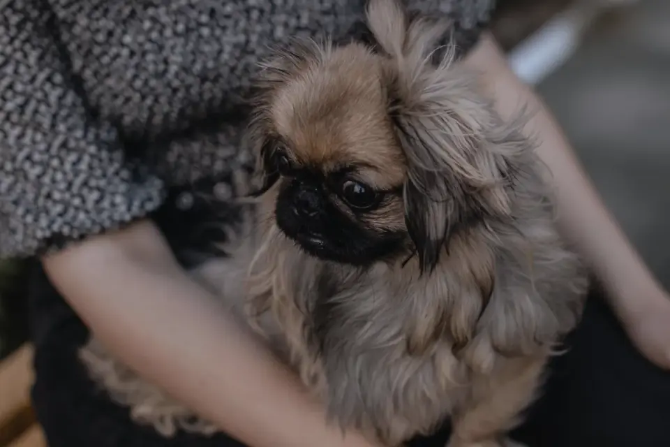 Dog in a kitchen with an owner