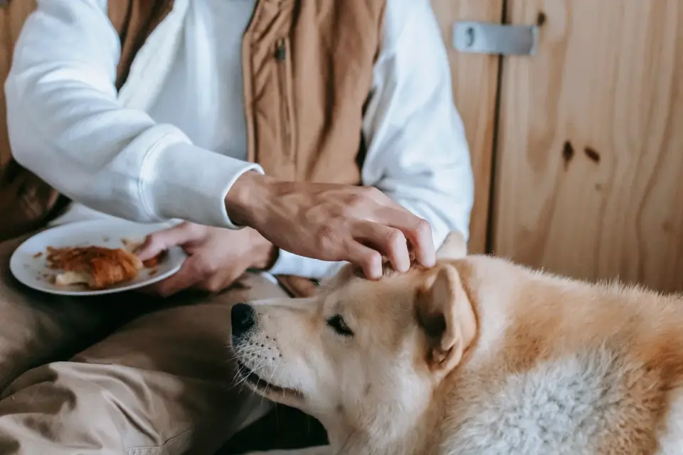 Dog in a kitchen with an owner