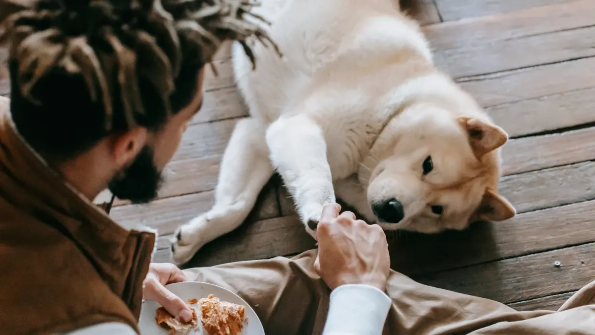 Dog in a kitchen with an owner