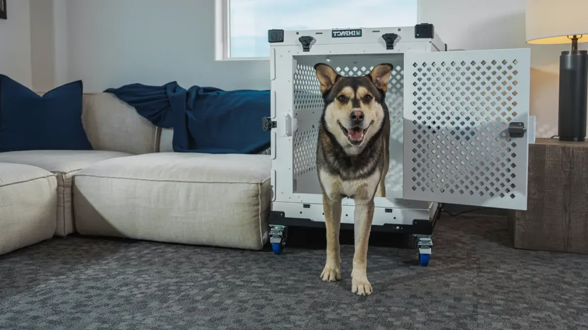 Dog in a travel crate