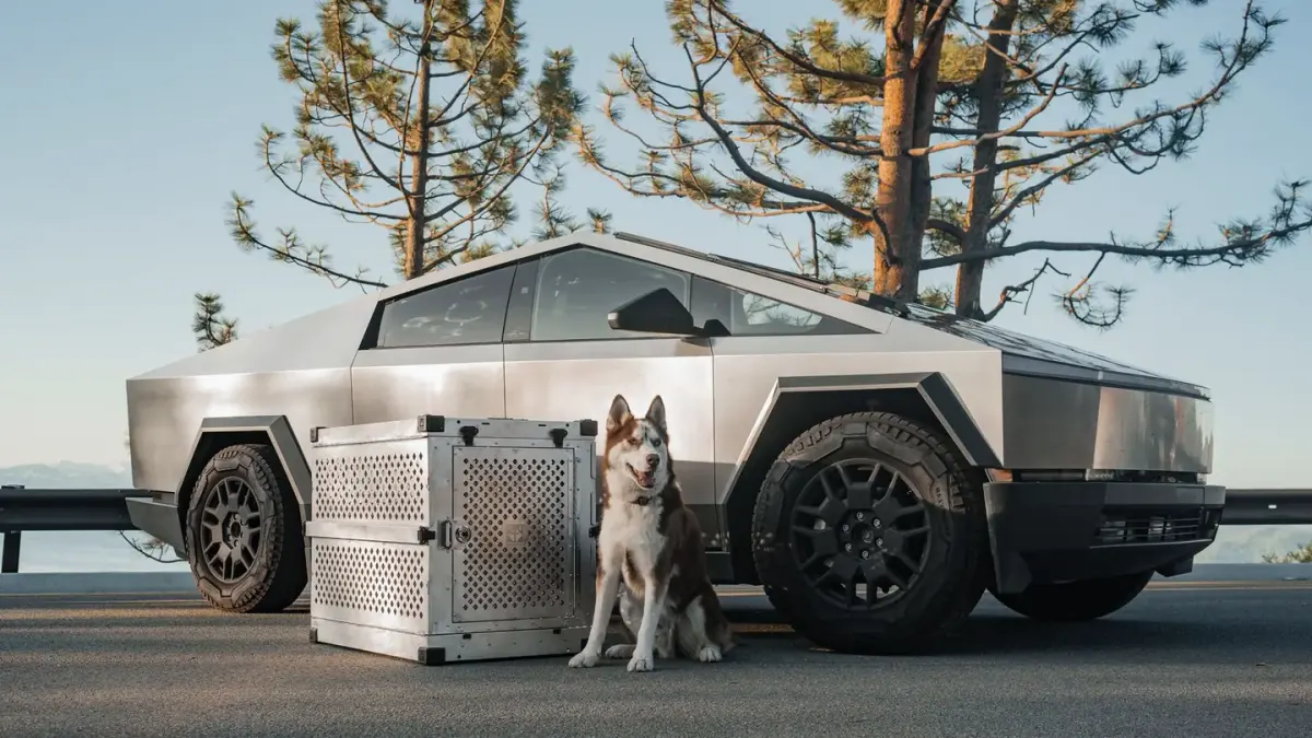 Dog in a travel crate