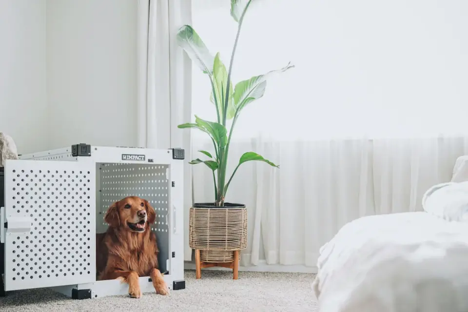 Dog in a travel crate