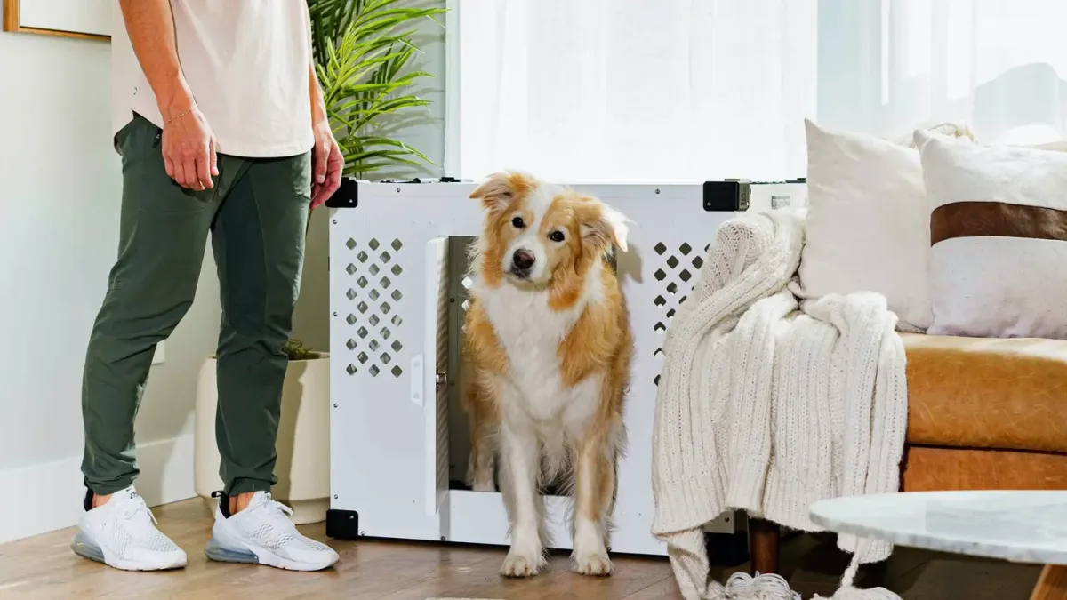 Dog in a travel crate