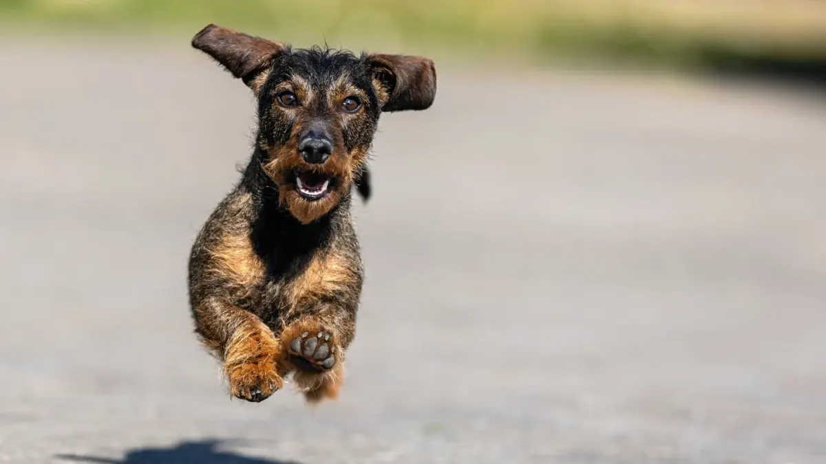 Dog jumping outdoors
