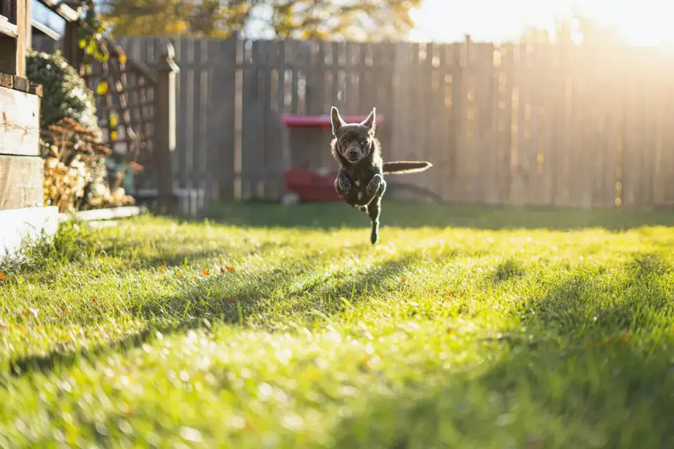Dog jumping outdoors