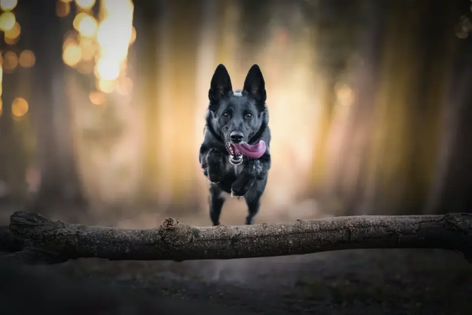 Dog jumping outdoors