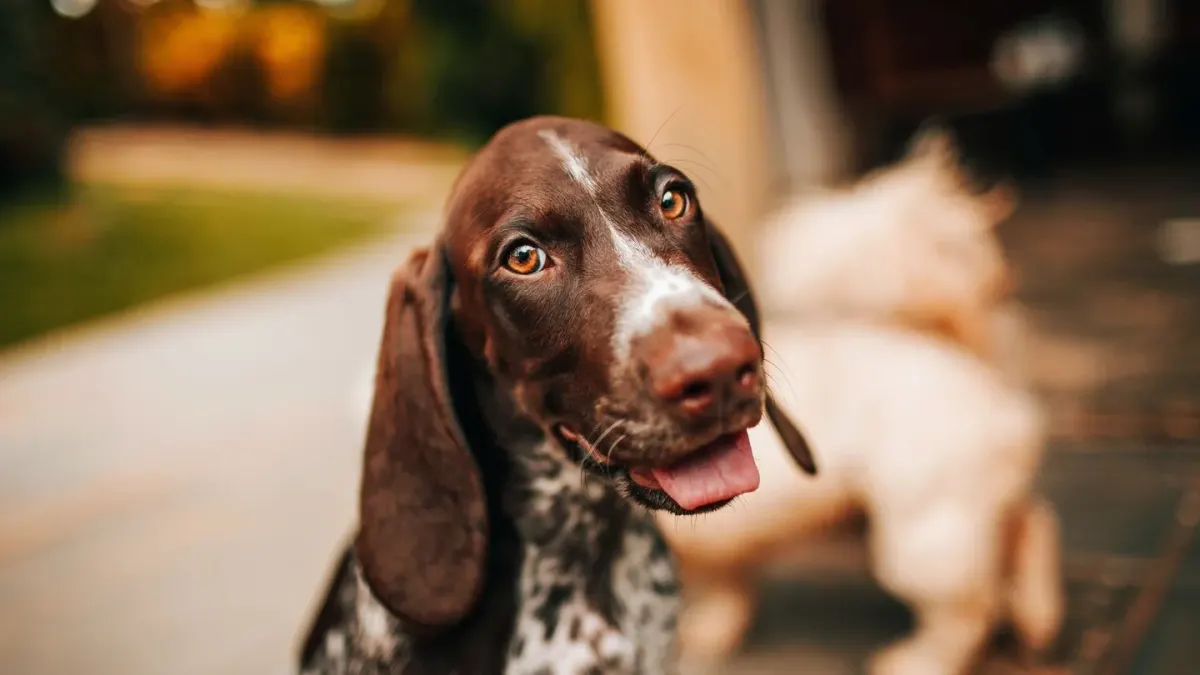 Dog looking at an owner