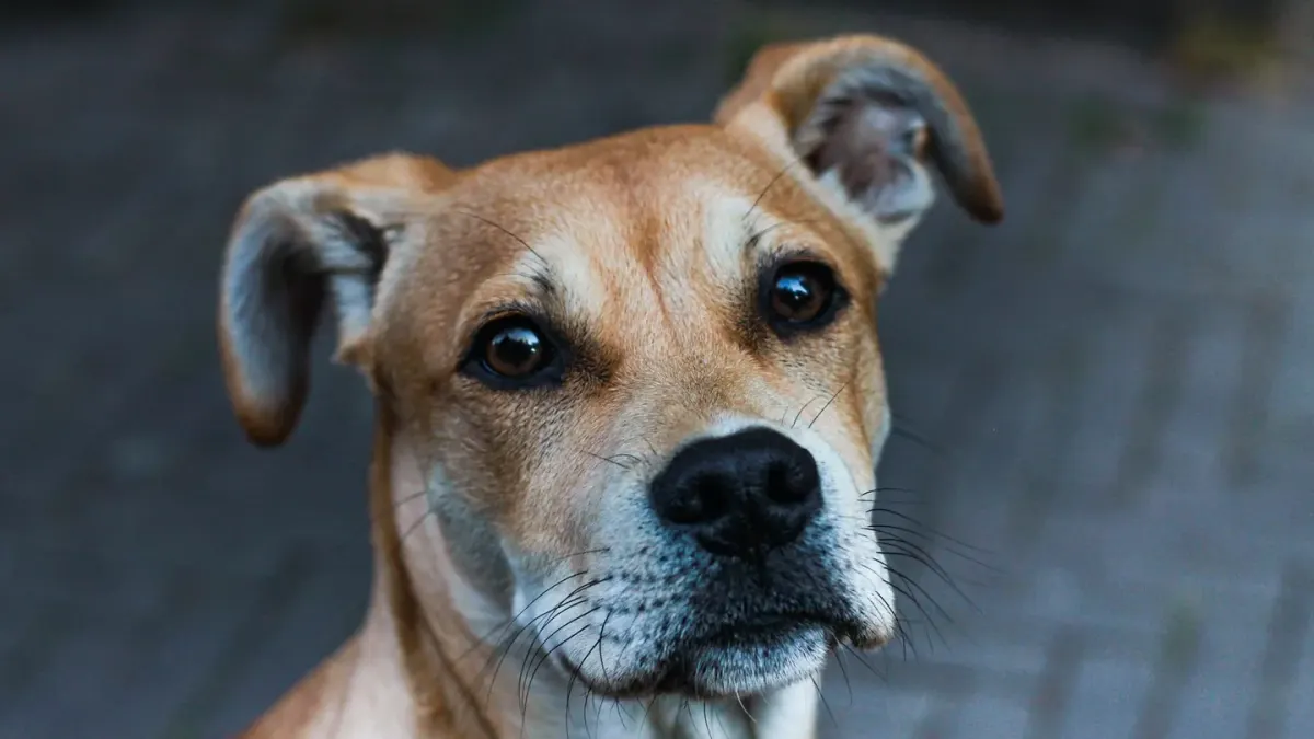 Dog looking at an owner