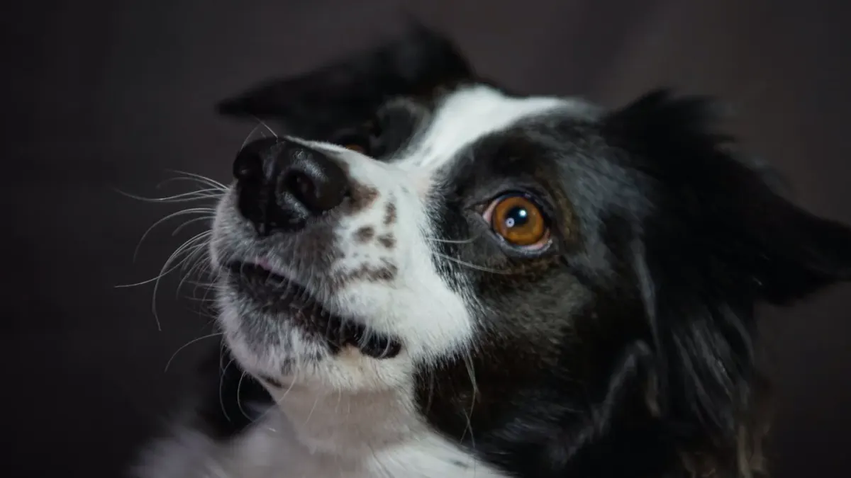 Dog looking at an owner