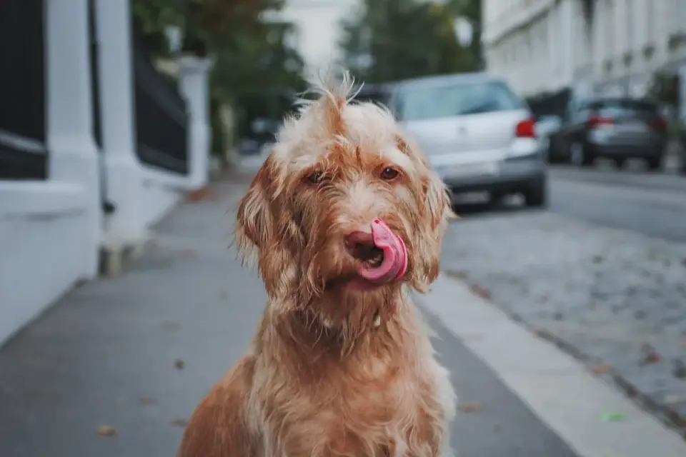 Dog looking at an owner