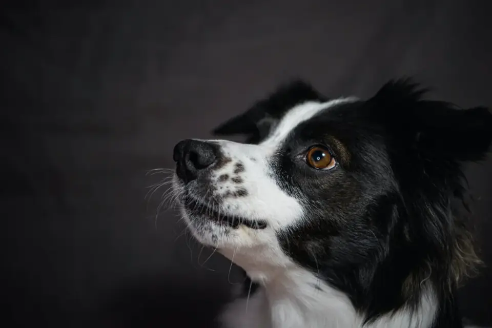 Dog looking at an owner