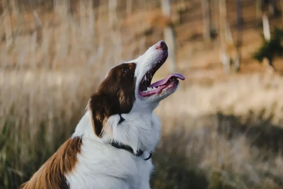 Dog looking at an owner