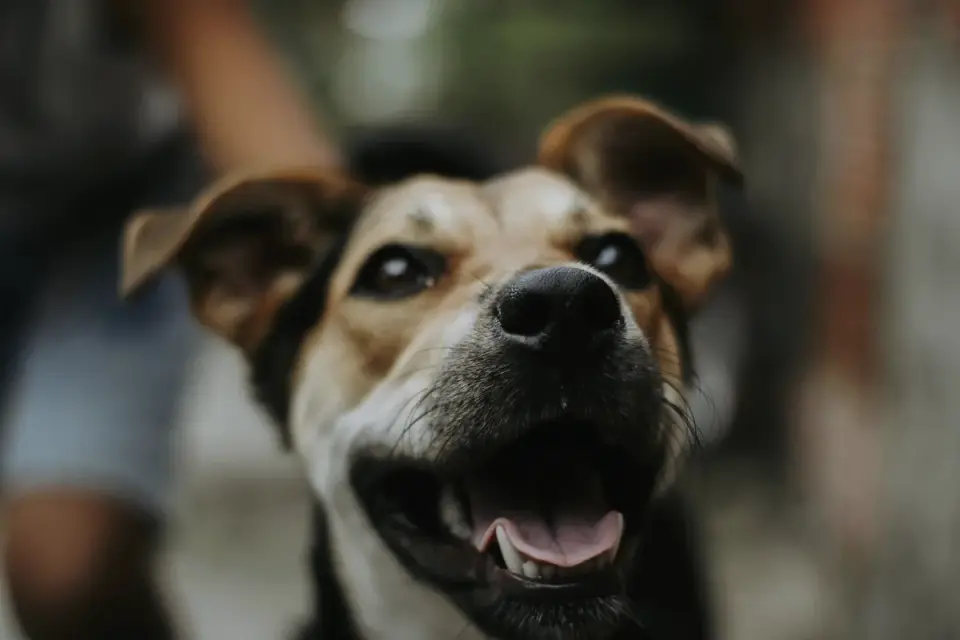 Dog looking at an owner
