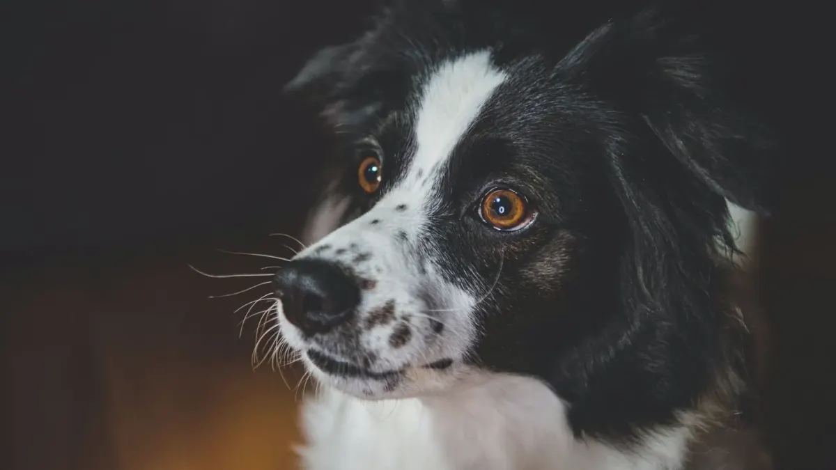 Dog looking at an owner