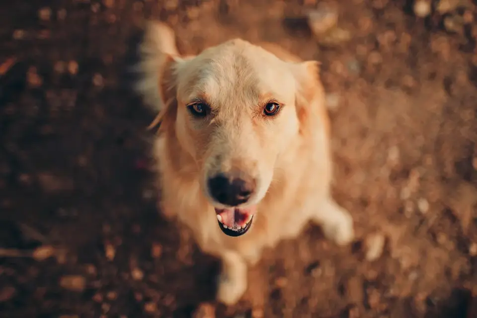 Dog looking at an owner