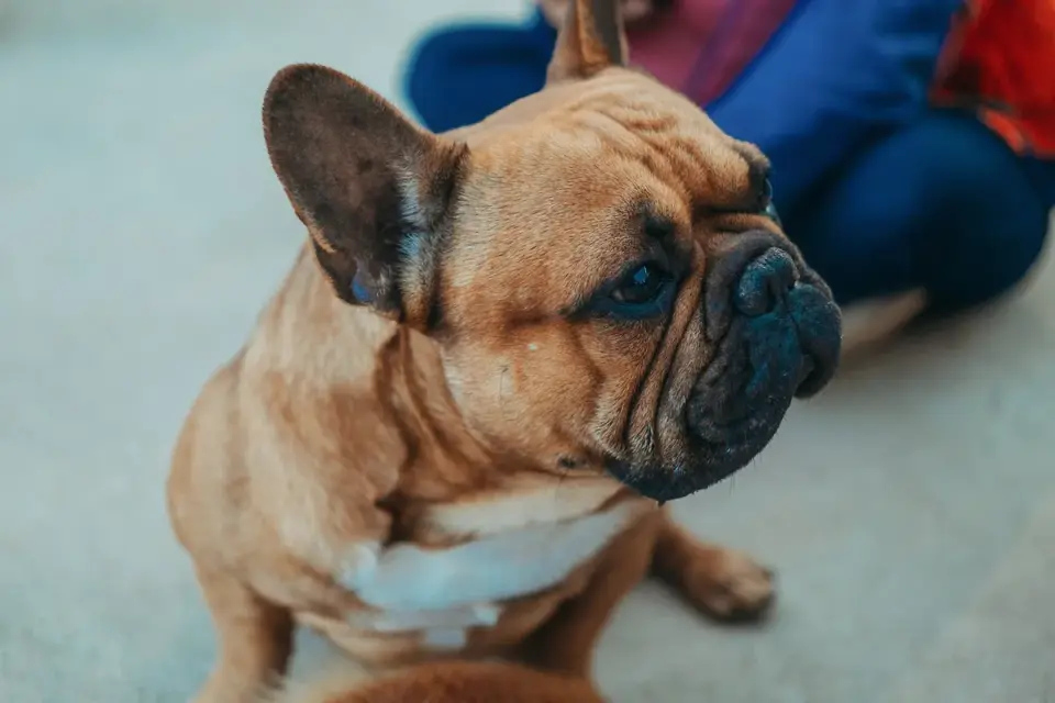 Dog looking at an owner