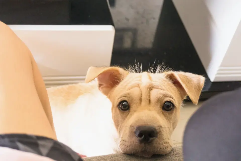 Dog looking at an owner