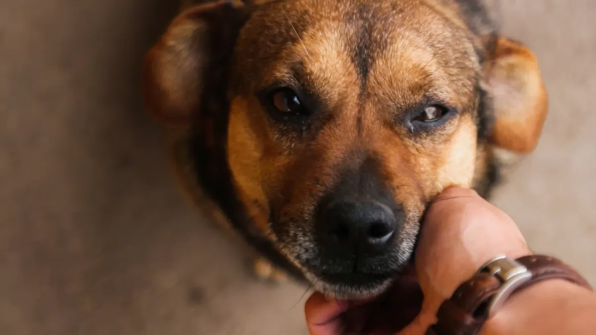 Dog looking at an owner