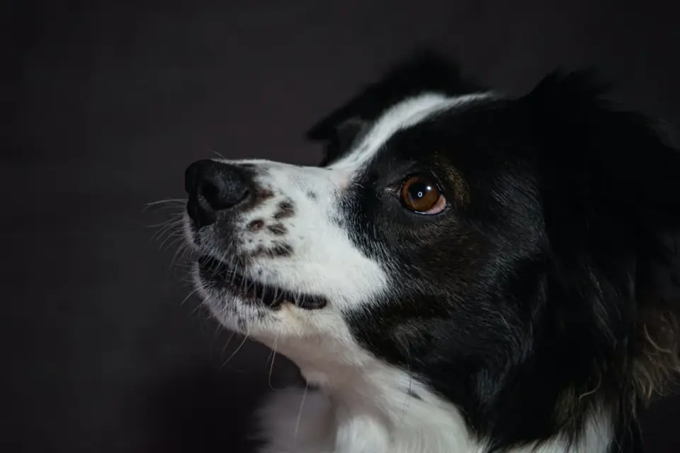 Dog looking at an owner